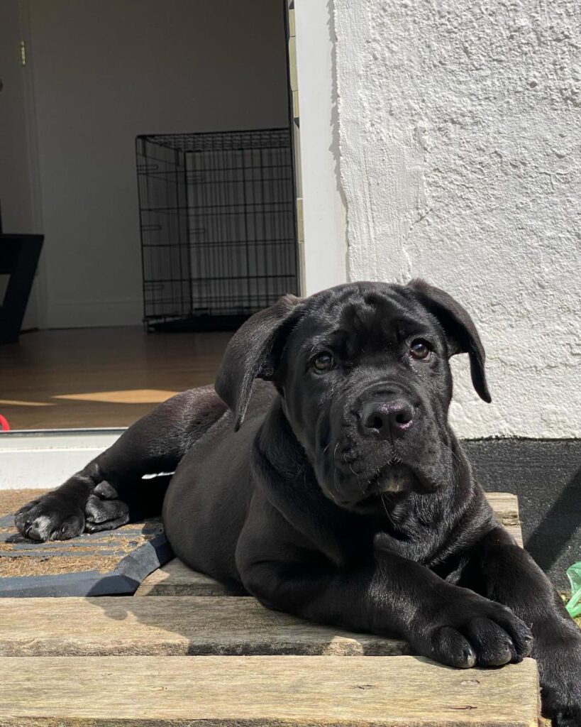 Cane corso Puppies for sale