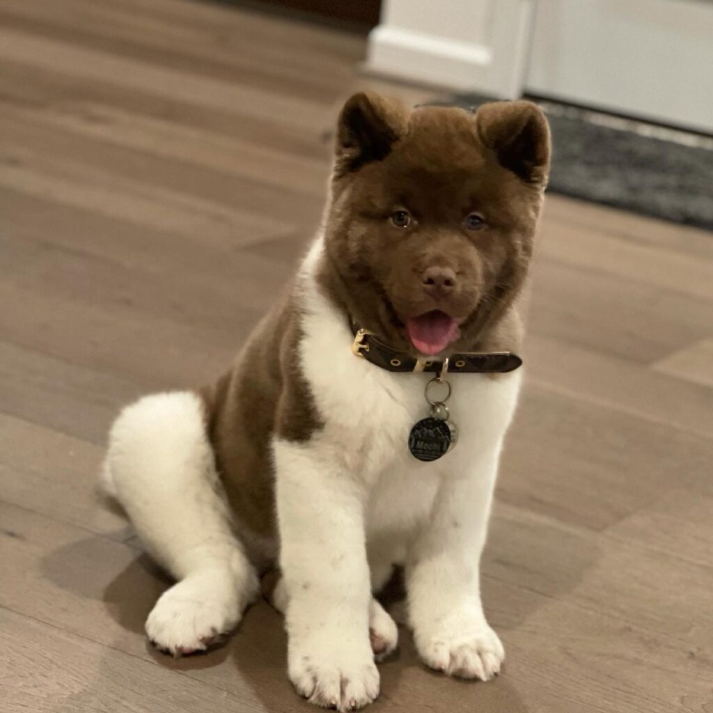 American akita puppies for sale near me