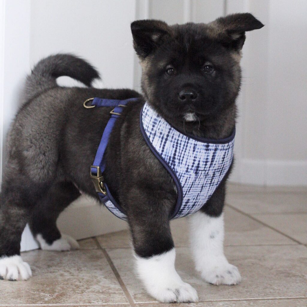 American akita puppies for sale near me