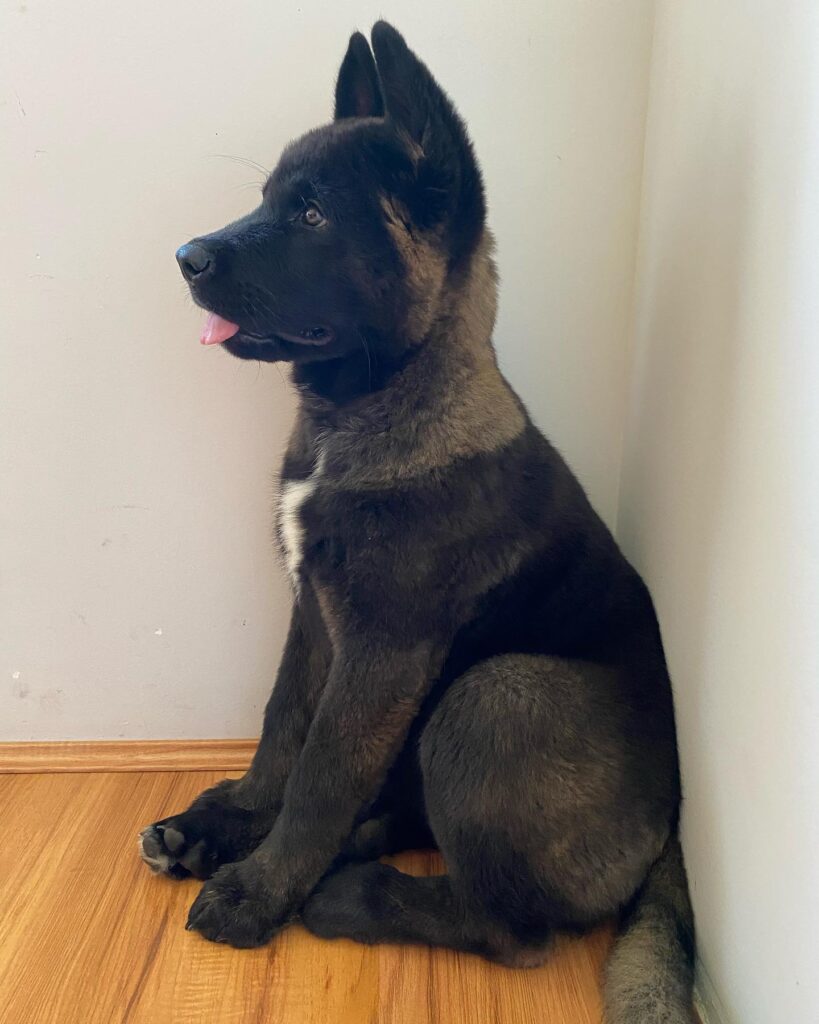 Akita Puppies For sale