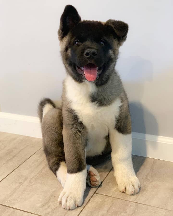 Akita Puppies For sale