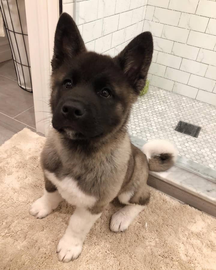 Akita Puppies For sale