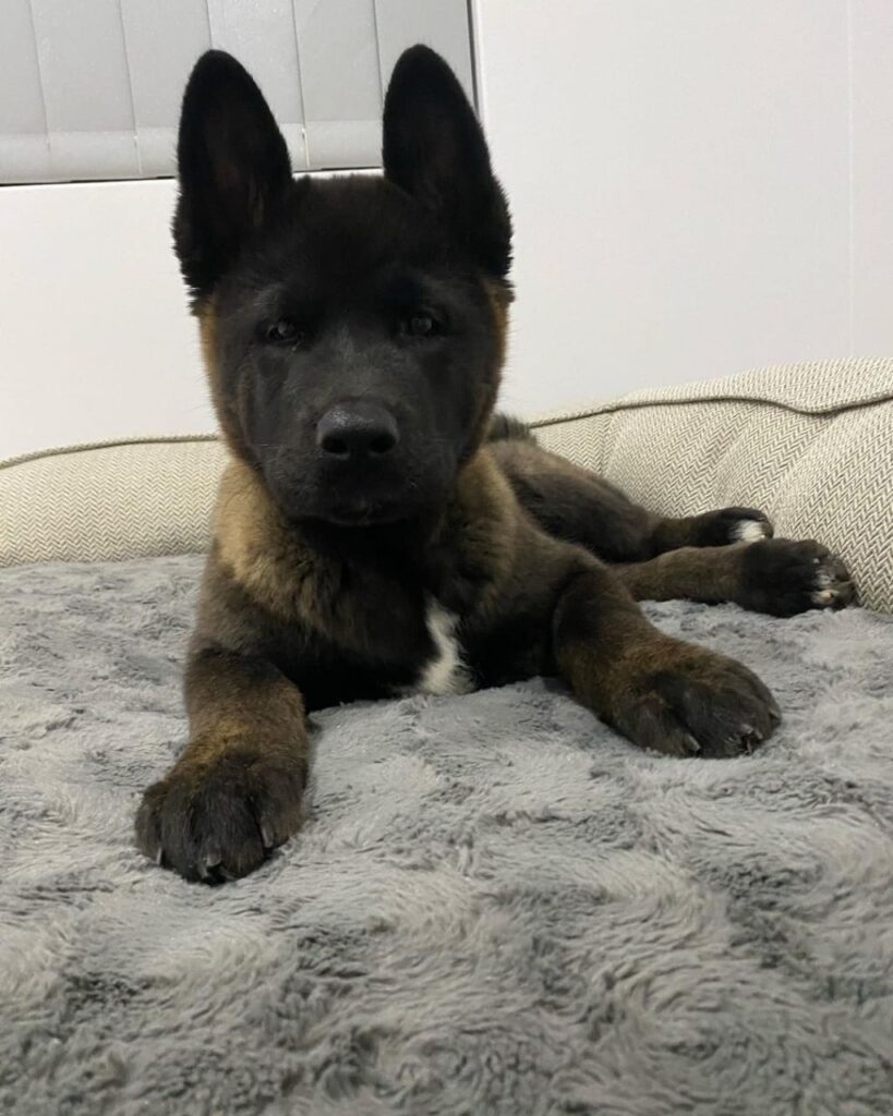 Akita Puppies For sale