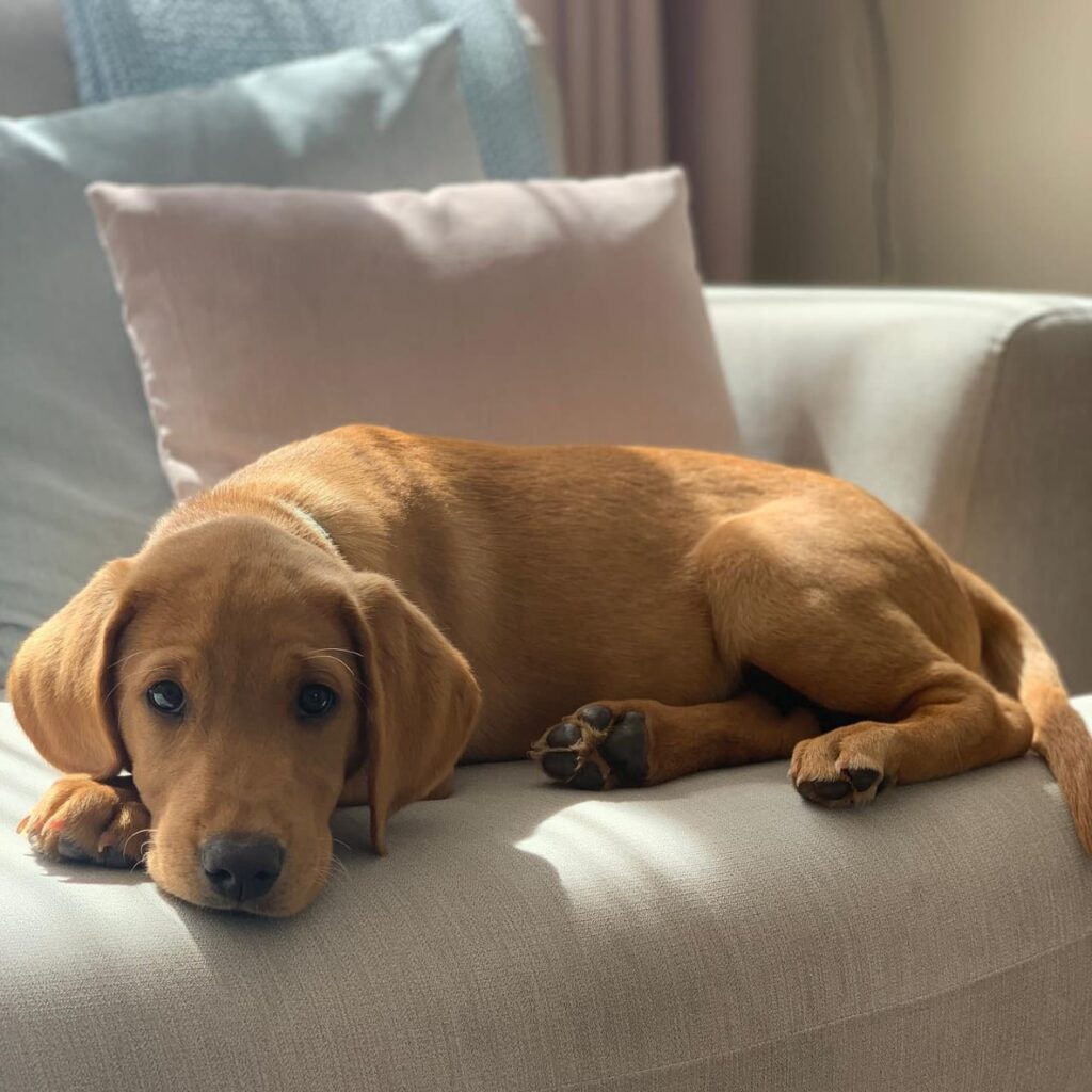 Labrador Puppies for sale